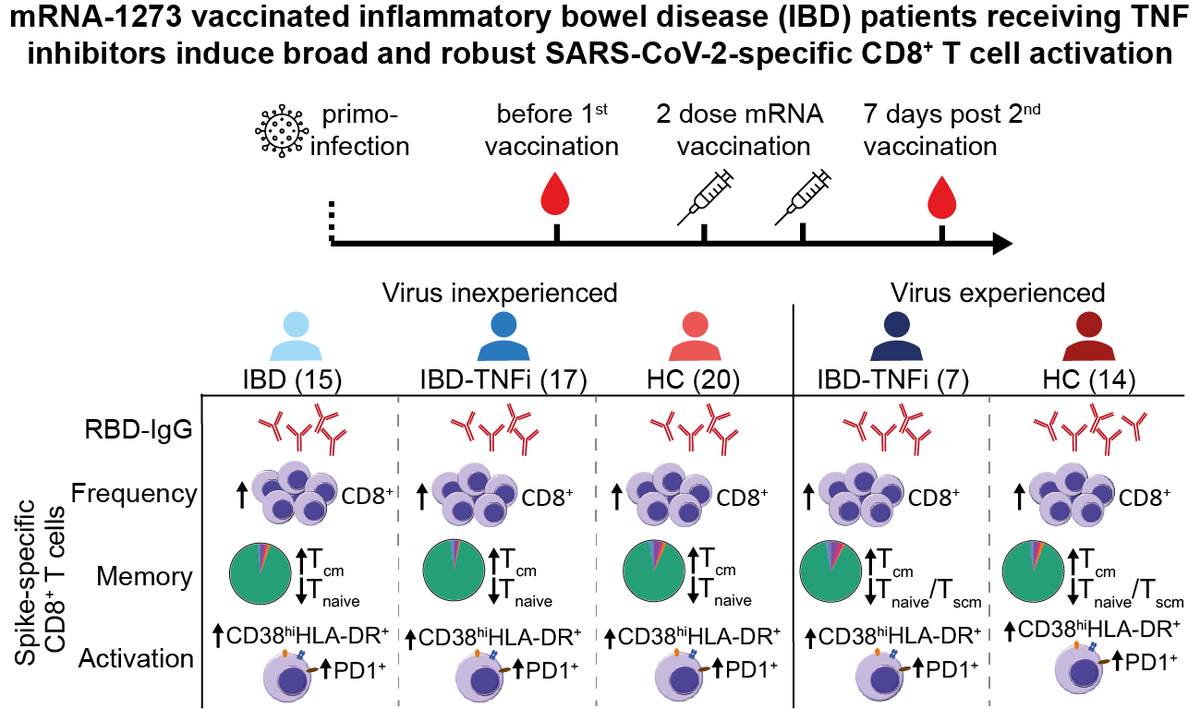 Do treatments that weaken the immune system affect #COVID19 vaccine responses? Our #JAutoimmunity study shows strong antibody & killer T cell responses in TNF inhibitor-treated IBD patients-🧵⬇️ go.unimelb.edu.au/bre8 @JetvdDijssel @HamMarieke @Sanquin @TheDohertyInst (1/16)