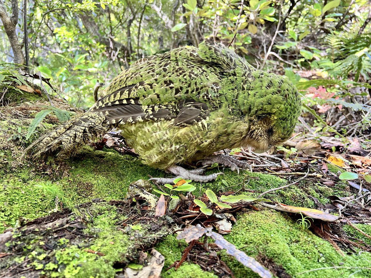 #kakapo camouflage isn’t too shabby. This is Cyndy today, not even trying: completely in the open, about 50cm from the camera. Find out more about kākāpō in the latest episode of the <a href="/docgovtnz/">Department of Conservation</a> “Sounds of Science” podcast: doc.govt.nz/news/podcast/ #conservation #parrots