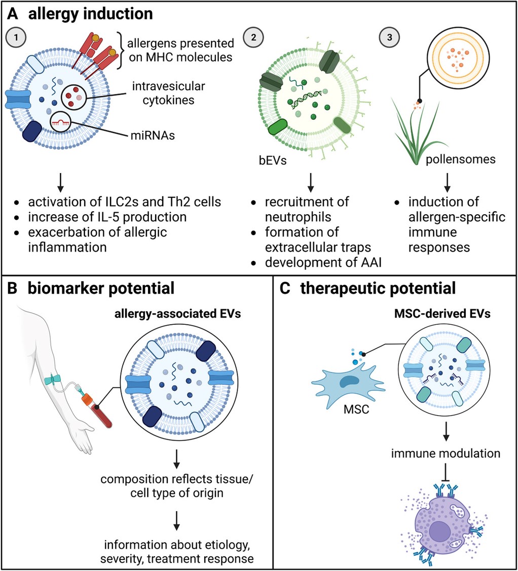 In this mini-review, Christian Möbs and Anna Lena Jung at @Uni_MR emphasised the emerging roles of both host cell- and bacteria-derived extracellular vesicles in allergic diseases, supported by experimental and clinical evidence onlinelibrary.wiley.com/doi/10.1002/ej… #extracellularvesicles