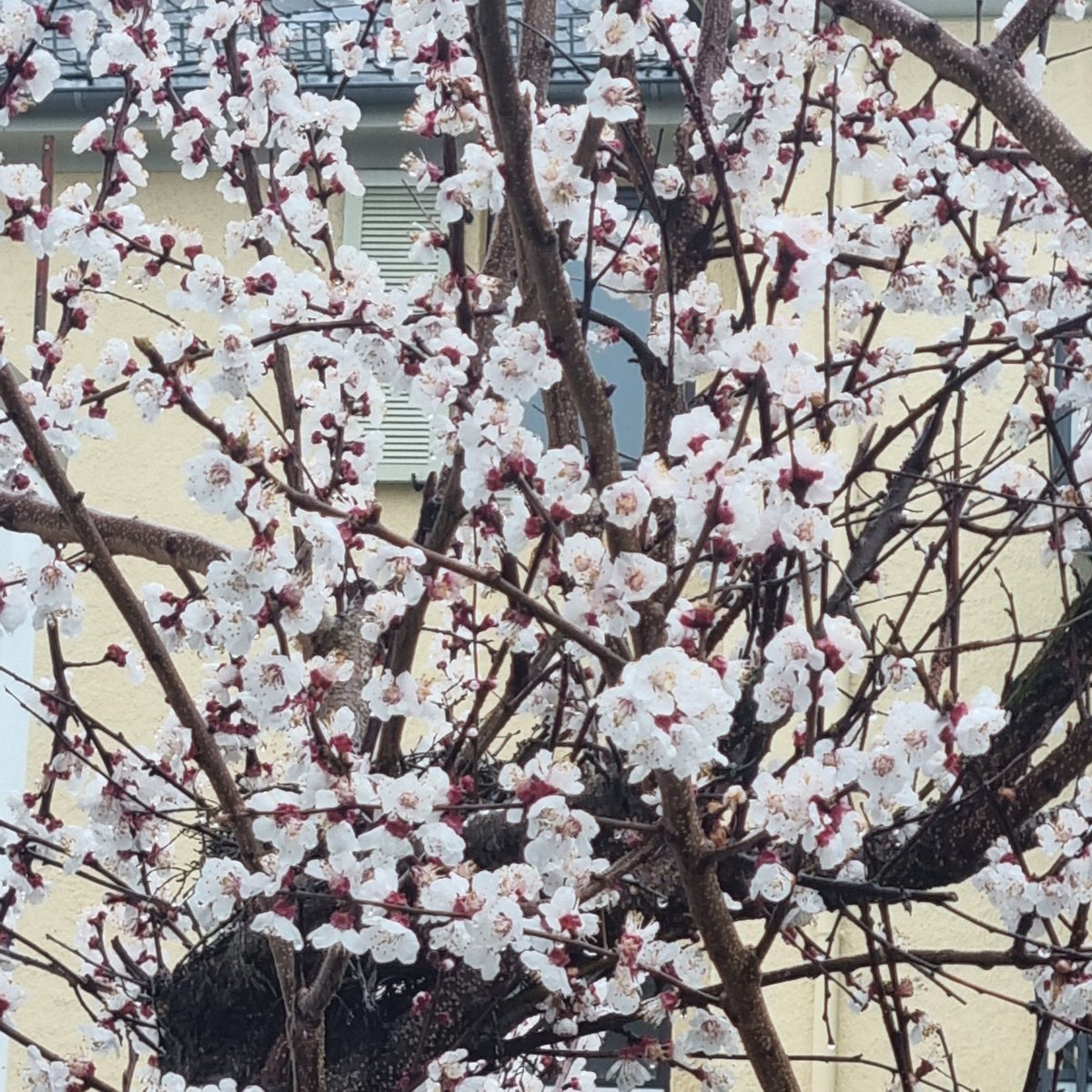 silverydark's tweet photo. Apricot tree in our garden is calling for spring ♡ https://t.co/Kb1L9xqNEs