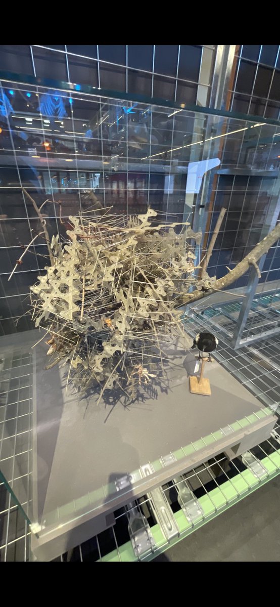 This is NOT an artwork. Magpies nest, made using bird spikes torn off the roof of the University Hospital in Antwerp by the magpies themselves. @museumnaturalis