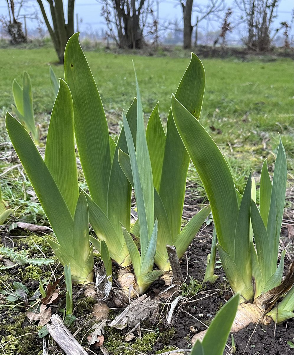 Soon to get a boost of low nitrogen fertiliser to help set them up for the season, I shall likely feed a little more this year to help them bounce back after all this wet weather! #fertiliser #plantfood #lownitrogen #growingplants #springfeeling #boost #irises #fieldgrown #plants