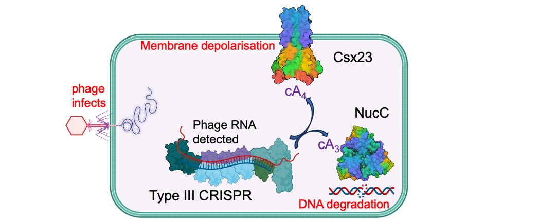 Breakthrough**CRISPR antiphage defence mediated by the cyclic nucleotide-binding membrane protein Csx23 doi.org/10.1093/nar/gk… @TraceyGloster @mfwhite2