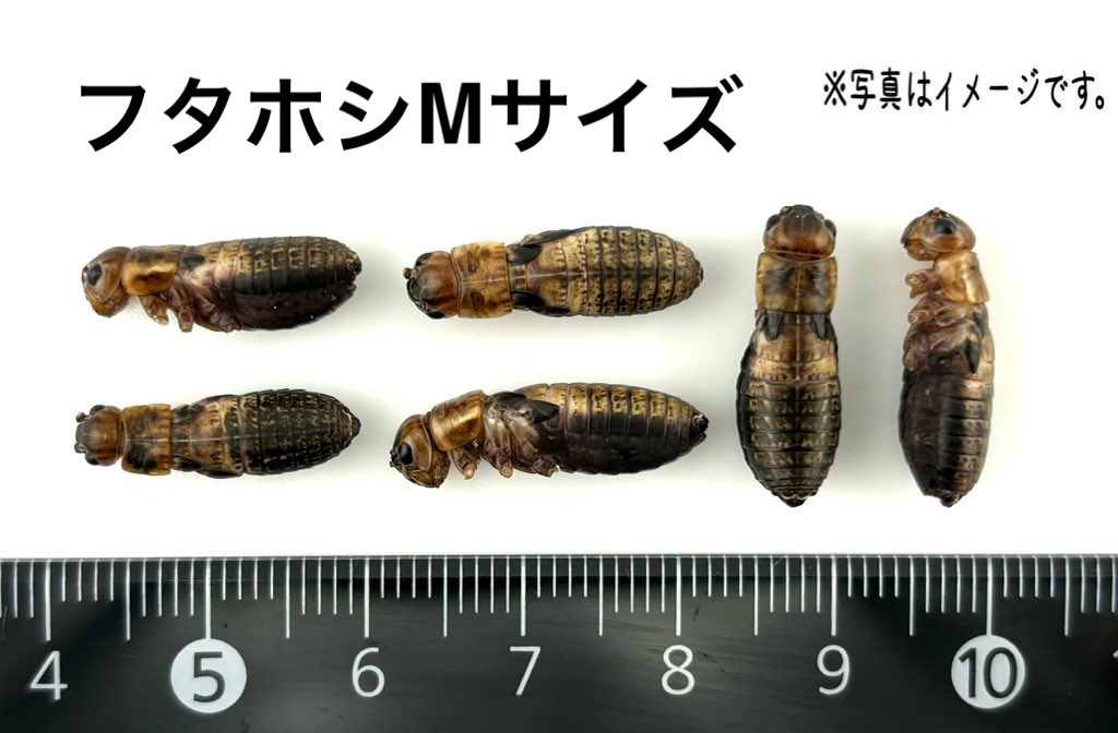 【第53回】プレゼント企画🦗
冷凍フタホシM.ML200gまでを5名様にプレゼント🦗🎁
【参加方法.参加条件‼️】
✅このアカウントをフォロー
✅このポストのリポスト
✅このポストに1〜9の数字をリプ
⚠️3月15日20時00分締め切り
　
冷凍コオロギの販売もしてます🦗
baseショップ↓
thebase.page.link/AdYv