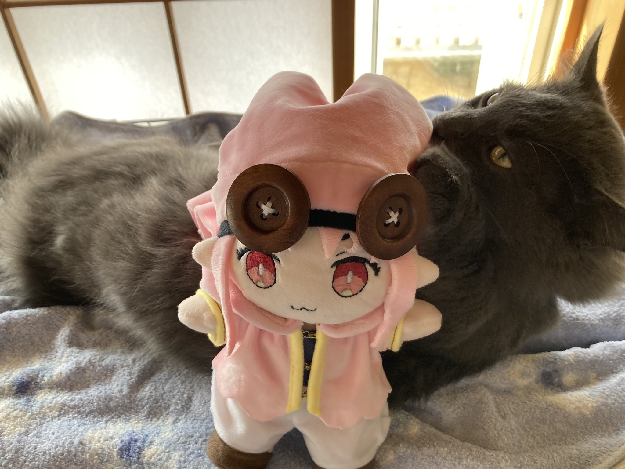 ゆえゆえ＠5匹のねこと一緒 on X: 