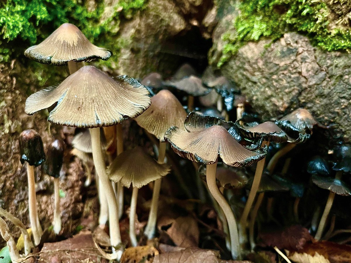 Gewone Glimmerinktzwam // Coprinellus Micaeus // Mica Cap 

#mushrooms #fungi #pilze #hongos #shroom #mushroom_magic_world #fungifreaks #naturelover #macronature #mushroomoftheday #outside #photooftheday #fairytale #fungus #nature #earth #remarkable #appearance #ink #cap #art