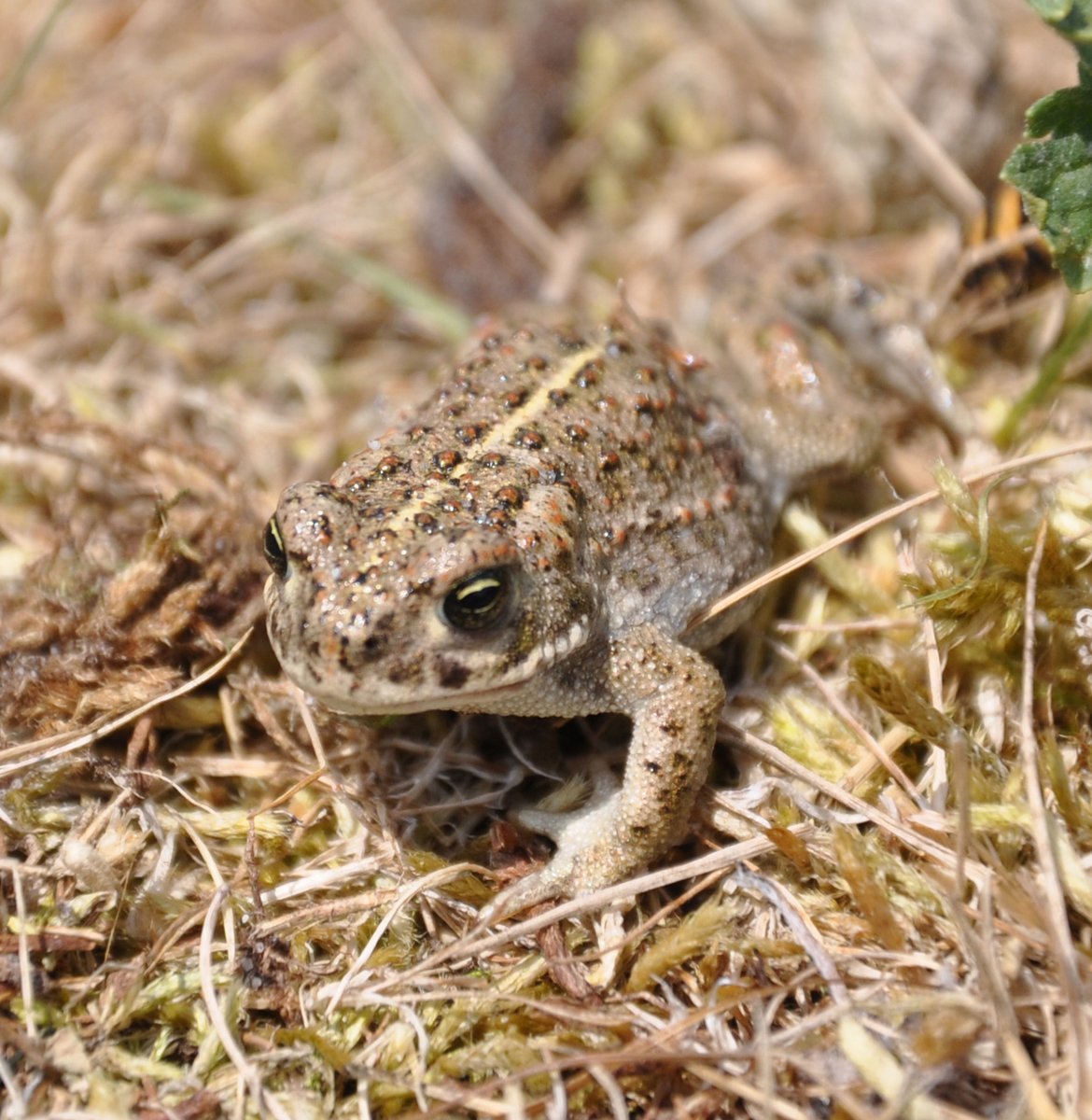 🐸Amphibian and Reptile Training Webinar Wed 20 March, 18:30 - 19:30 Hosted by @Vale_LNP join Pete Hill from @ARC_Bytes for a free online webinar as an introduction to identification, ecology, surveying and conservation of amphibian and reptiles 🐍Book: events.teams.microsoft.com/event/319013c4…