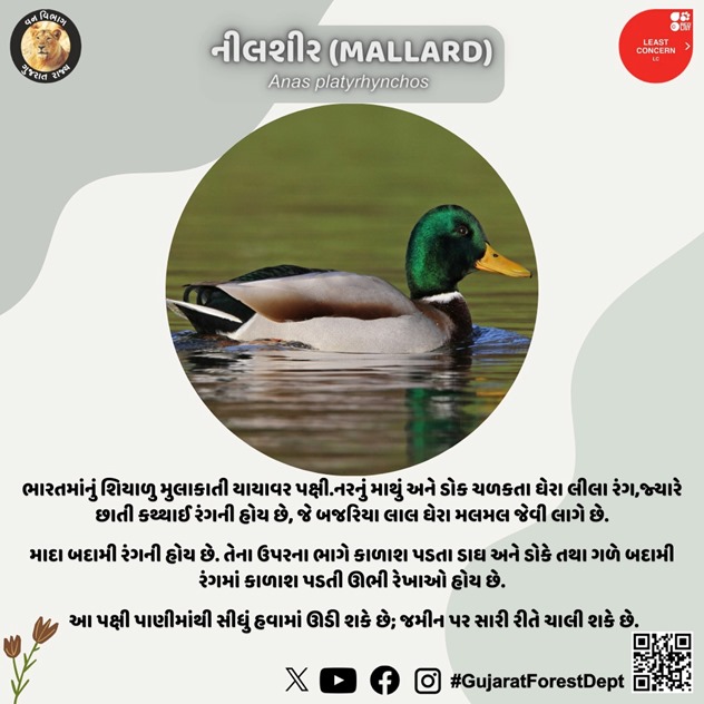 નીલશીર પક્ષી શિયાળાની ઋતુમાં આખા ભારતભરમાં સ્થળાંતર કરે છે. ખોરાક માં મુખ્યત્વે શેવાળ, દેડકાં વગેરે આરોગે છે.ICUN દ્વારા નીલશીર પક્ષી નો સમાવેશ સૌથી ઓછી ચિંતાવાળી યાદીમાં કરવામાં આવ્યો છે. નીલશીર ને વન્યજીવ (સંરક્ષણ) સુધારા અધિનિયમ અનુસૂચિ - II ભાગ - બી માં સૂચિબદ્ધ છે.…