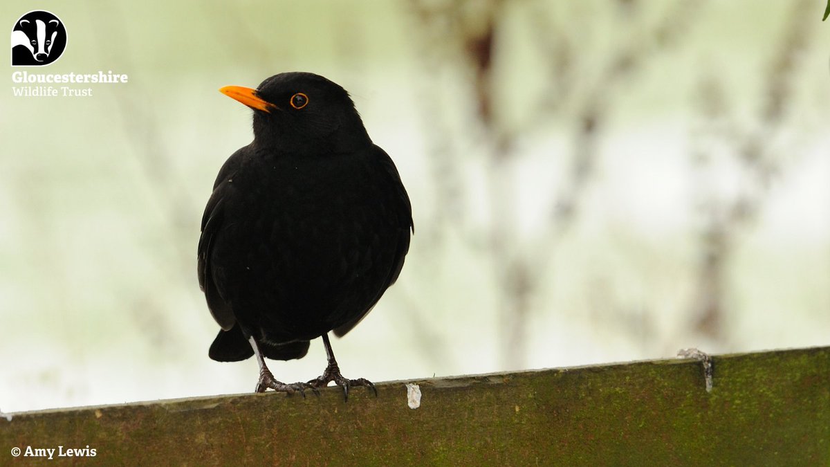 Have you heard a blackbird singing yet? A familiar thrush, the melodious blackbird is a common sight in gardens, parks and woodlands. They sing from around February, to attract a mate and ward off any potential rivals. Listen to their song here👉 ow.ly/7f0R50QLqiB