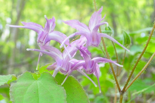 ⚘⠜　るい 蜂楽と千切の試合後オフショットください…… #ブルーロック #ブルー