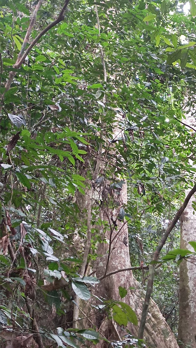 AbiluTangwa's tweet photo. As stewards of this planet, it is our responsibility to take immediate action to combat deforestation. The consequences of inaction are far-reaching, affecting not only the environment but also our own well-being.Let us stand united in our commitment to protecting and ecosystems. https://t.co/7xiA1zD6ZC