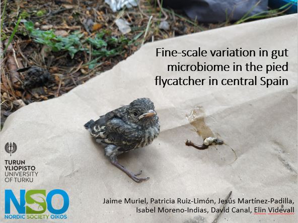 If you are at #NordicOikos2024 #Lund 🇸🇪 and you are interested in microbial communities, I will give a talk today on the importance of small-scale habitat in the composition of gut #microbiota in birds (S5 Open session 1, Palaestra B, 14:25) 🐦‍⬛🦠🧬