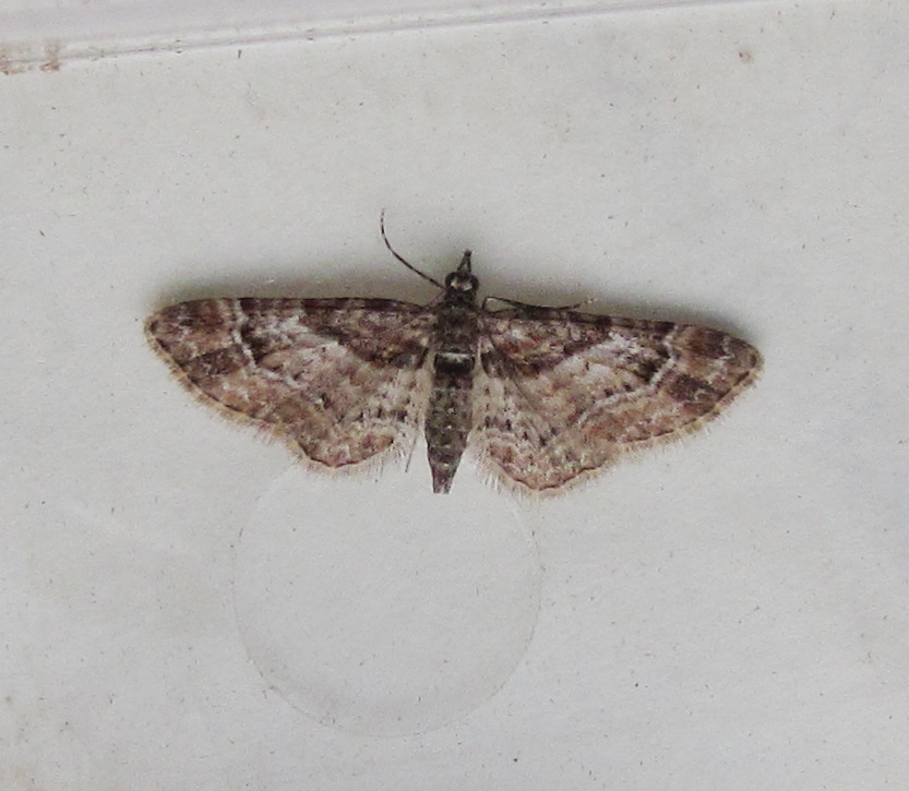 The still very soggy Broadwey field came up trumps last night with FFY's Diurnea Fagella and Double-striped Pug.