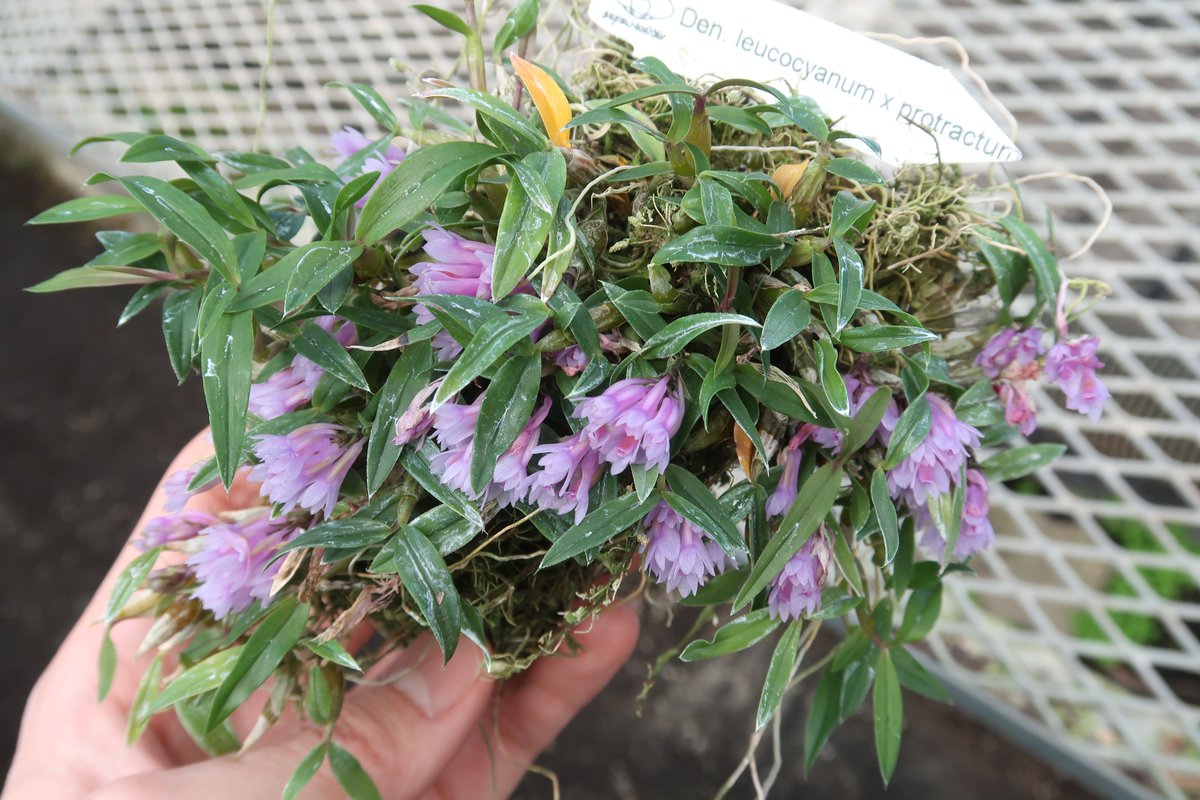 Den. leucocyanum・このまま発送 手乗りサイズのミニチュアデンドロ交配種が今年は沢山咲きました💮 青