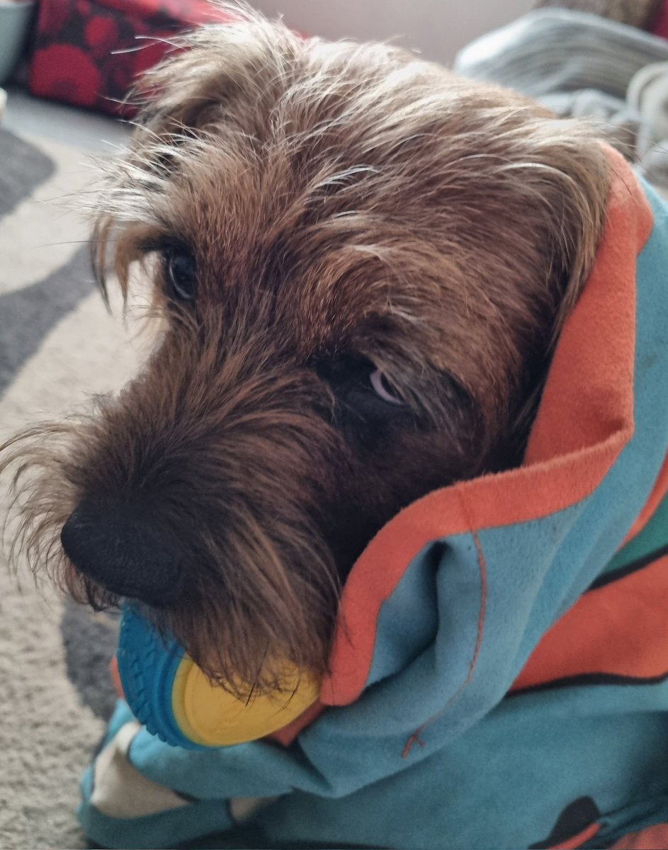 GrumpygrumpsT's tweet image. My's fabrit game is 'hide my ballee' in my #snufflemat but I wouldn't gib mum my ballee to hide so she 'hid' me instead *not impressed ears* #BTPosse #borderTerrier