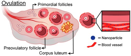 'Nanoparticles [i.e. mRNA "vaccine" carriers] Accumulate in the Female Reproductive System during Ovulation'
"We demonstrate a 2-fold increase in nanoparticle accumulation in murine ovaries and uterus during ovulation, ..following intravenous administration."