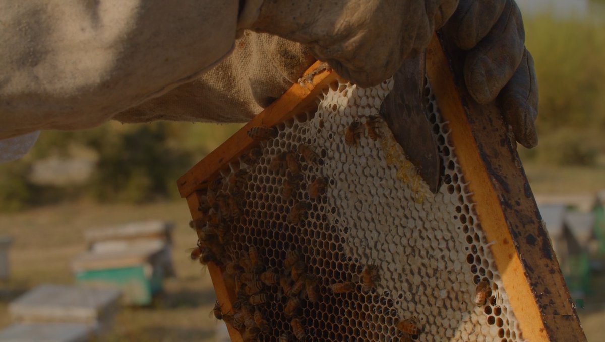 DotMotions's tweet photo. Buzzworthy Business Idea!
Looking for unique way to sweeten your brand story?
Partner with Dot Motions to create a bee-autiful vdeo showcasing your commitment to deliciousness! Let's work together to pollinate your brand awareness!  #HoneyLove  #Food  #VideoMarketing  #DotMotions https://t.co/epjkteIuti