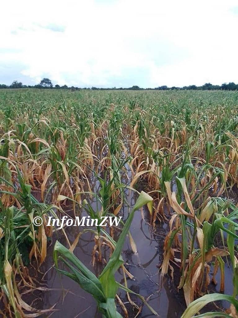 nickmangwana's tweet image. MUTOKO
Crops are failing across the district due to the El Niño Phenomenon. Govt is giving social support to all those affected. Currently people are being given 7.5kg per person per month. This will be raised to 85.kg after October. Govt has also authorized the…