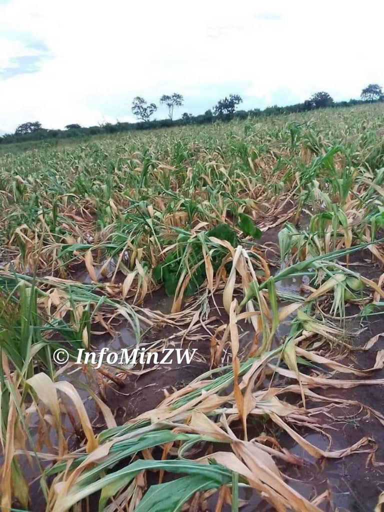 nickmangwana's tweet image. MUTOKO
Crops are failing across the district due to the El Niño Phenomenon. Govt is giving social support to all those affected. Currently people are being given 7.5kg per person per month. This will be raised to 85.kg after October. Govt has also authorized the…