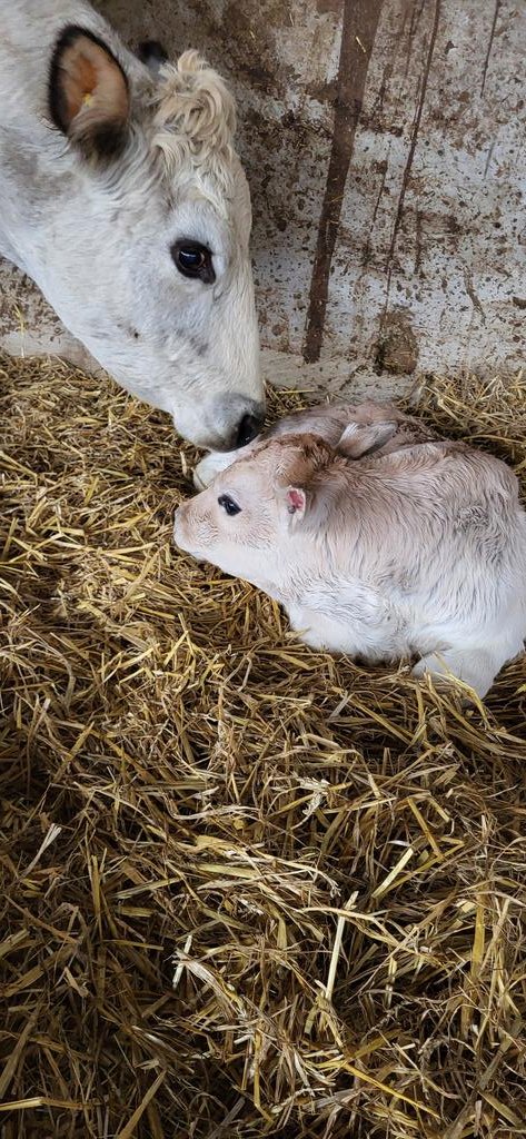 #calving2024 #Piemontese #springfieldfarm