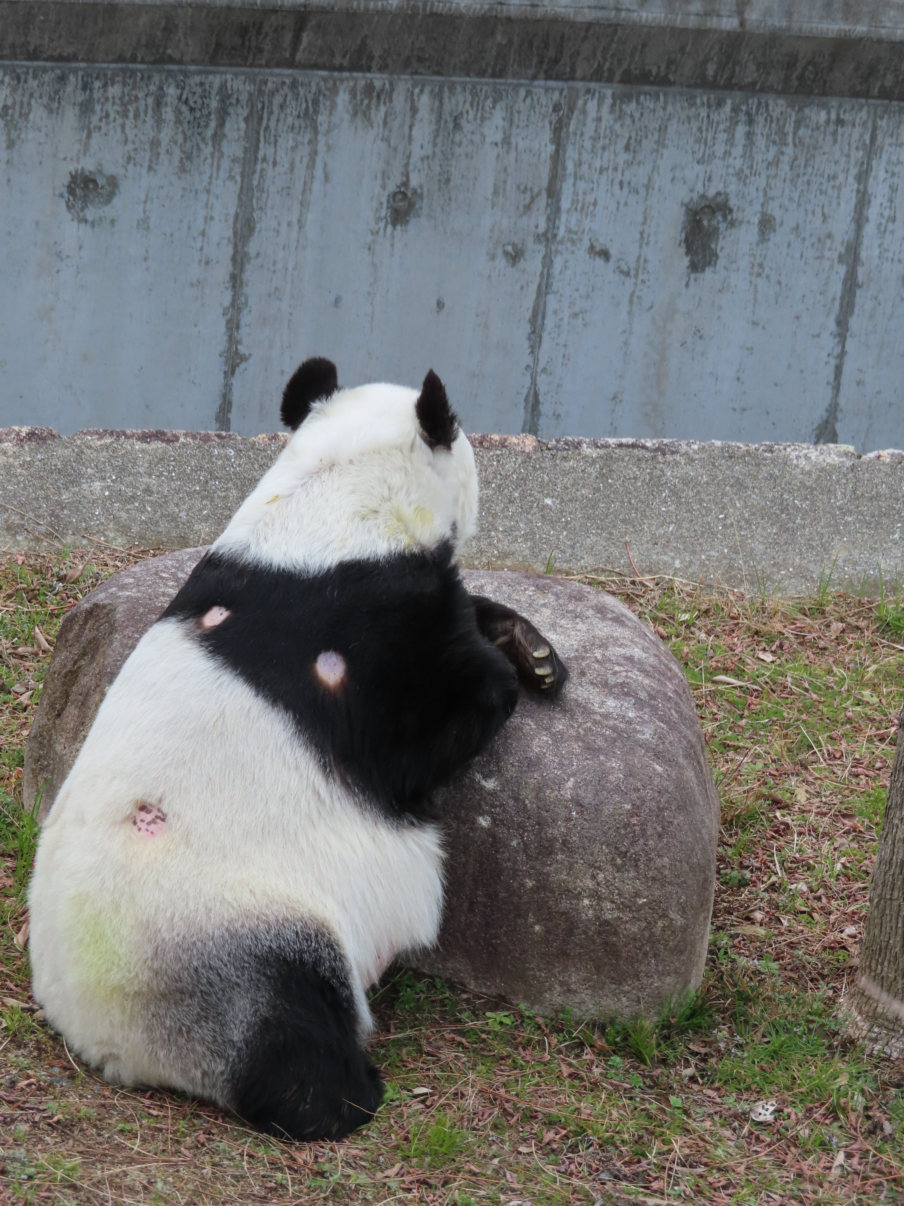 神戸市立王子動物園(公式) on X: 神戸市立王子動物園(公式) on X: