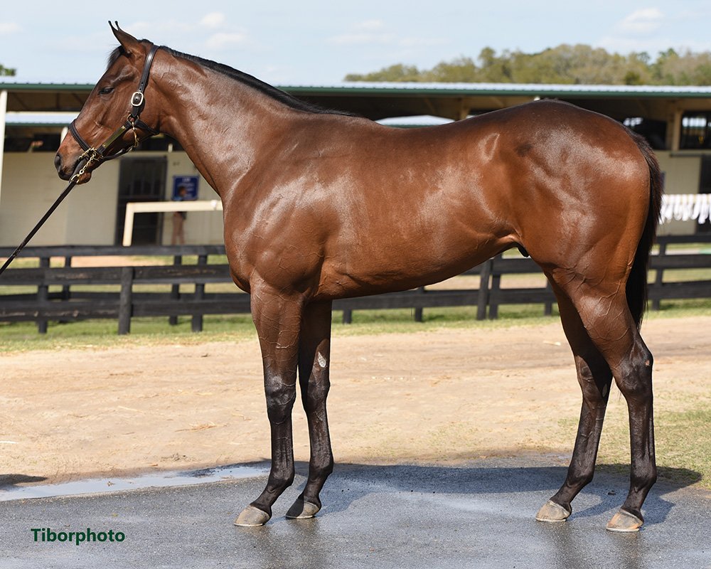 $750,000 for #OBSMar Hip 106, an Uncle Mo colt o/o Candy Ride (Arg) mare Canteen. Congrats!

4th-6th dams are Phipps, from the Marking Time branch of La Troienne mare Big Hurry (family of Easy Goer, Cadillacing, Relaxing, Tweedside, etc.).

⚫️🔴#PhippsBloodlines