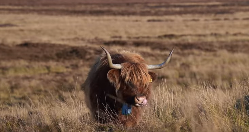 Check out this great video on how cows can deliver for high nature value farmland from @nourishscotland 's Strengthening Livelihoods programme highlighting peer-to peer learning. youtube.com/watch?v=3DGMav… tinyurl.com/ah54xcn7