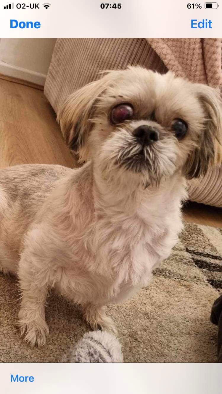 Shih tzu cheap rescue yorkshire