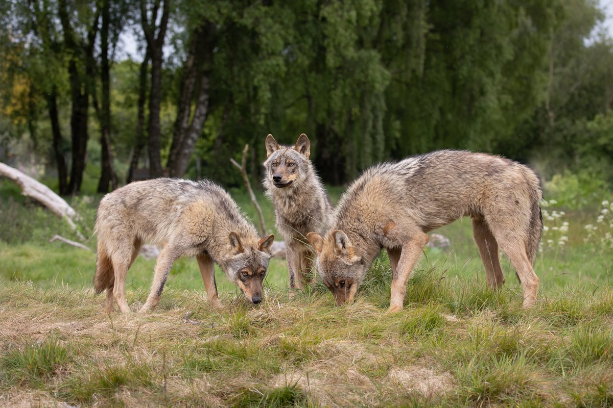 ☎️ Unfortunately, we're having some issues with our phones today. If you need to get in touch, drop us a line here... knowsleysafariexperience.co.uk/contact