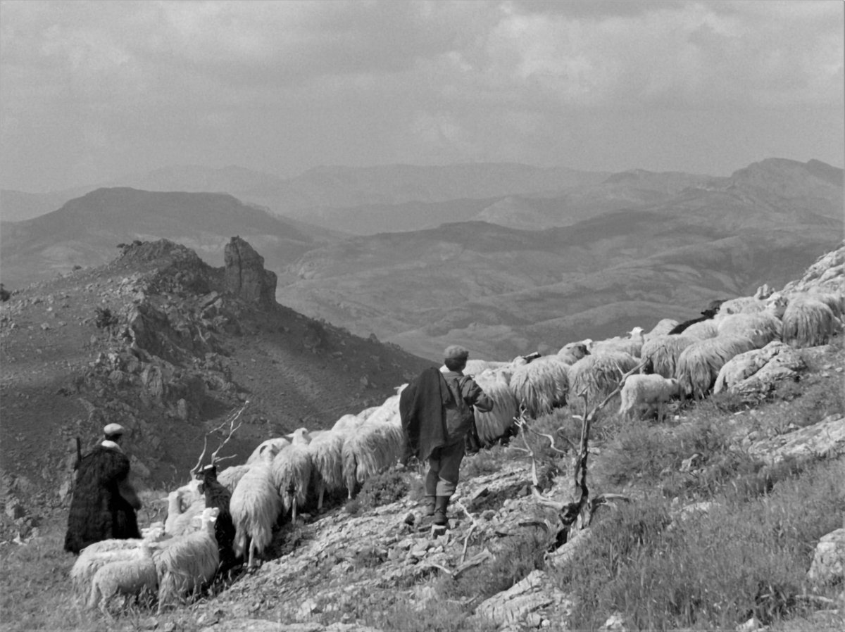 FilmsRadiance's tweet photo. Vittorio De Seta surveys landscapes and captures authentic people with a masterful eye.  Pier Paolo Pasolini described him as a poet of reality. https://t.co/XE9b6xNE28