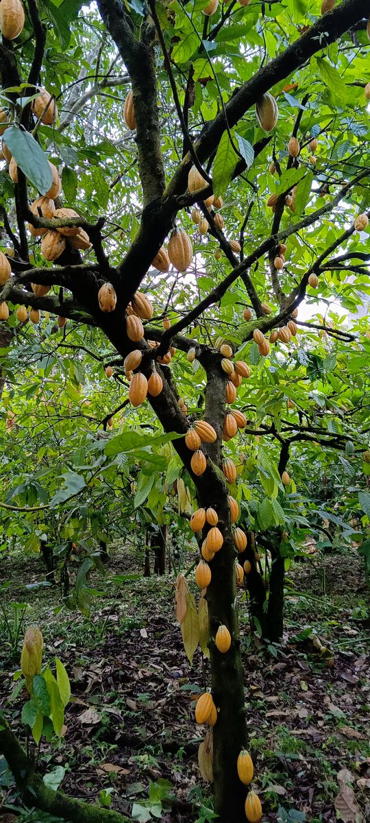AbiluTangwa's tweet photo. Agroforestry, an innovative farming technique, combines the cultivation of trees and crops on the same piece of land. By integrating trees into agricultural systems, we can foster sustainable land use, enhance biodiversity, and mitigate climate change. https://t.co/Pe30lYU6xJ