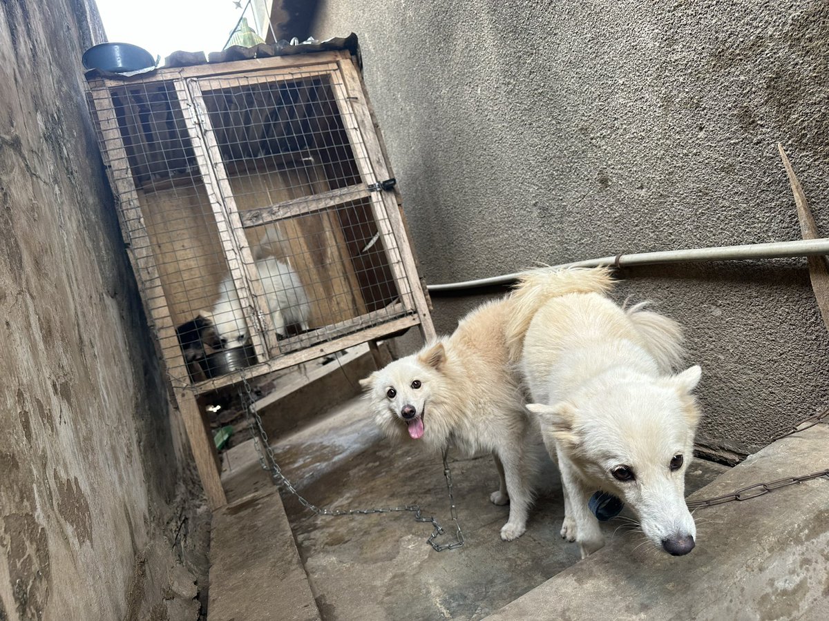 DocProton2's tweet photo. πΎ Seeking top-quality genetics? Our male Eskimo offers exceptional stud service! With proven success, he's your ticket to healthy, stunning puppies. Heβs the perfect choice to enhance your breeding program. Trust us for expert matings. Book now! πΆβ¨ #StudService #DogBreeding https://t.co/8fiu0cPAP2