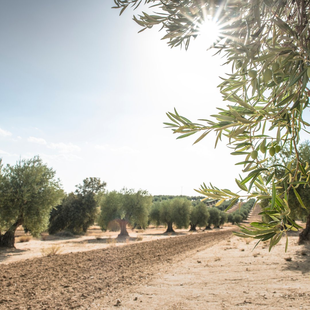 plantgarde's tweet photo. 🌿 The simple elegance of the olive tree! 🌿
#olivetree #healthylifestyle #oliveoil #olive #evoo #coldpressed #natureloliveoil #foodblogger #veganlife #foodgram https://t.co/TMP6SoDbyU