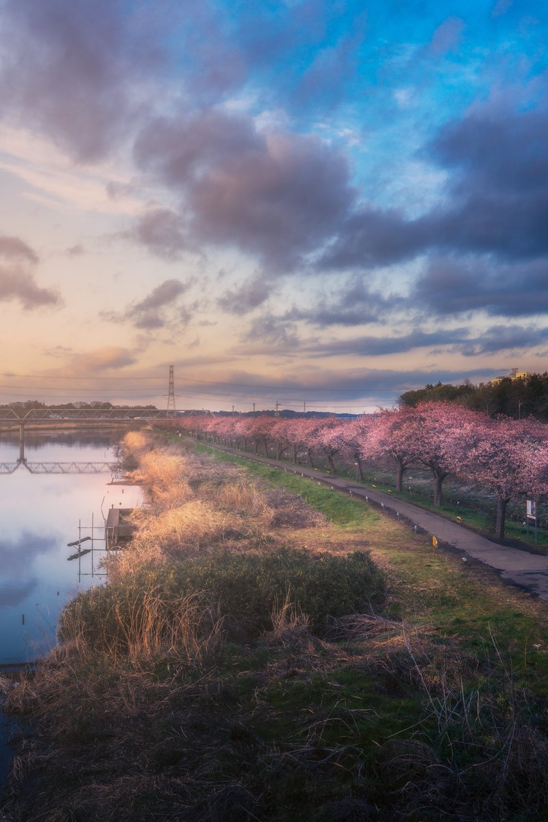 絵画のような美しい千本桜が撮れました