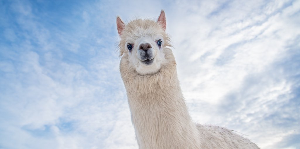 Creating a novel antibody to neutralise the effects of #COVID infection is no mean feat. However, scientists @ucl have found a cost-effective way using Llama-derived nanobodies. They used #bioSAXS @DiamondLightSou to understand their therapeutic activity. loom.ly/-zzwVt8