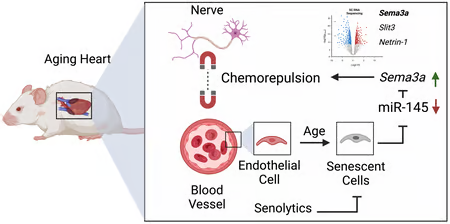Dr. Xander H. T. Wehrens et al. commented on an article by Dr. Wagner et al., in which the study highlights the need for more aging-related cardiovascular research and the importance of examining the role of various cell types, including neurons and ECs.
oaepublish.com/articles/jca.2…