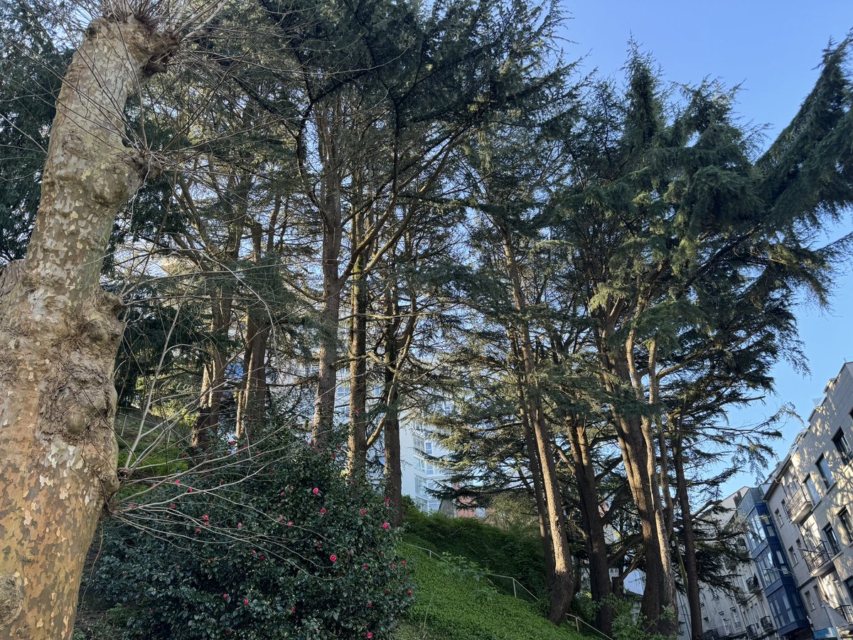 Pena, vergüenza e impotencia. Otra tala de árboles en Vigo. Nadie la quiere y lo harán igual. <a href="/abelcaballero/">Abel Caballero</a> <a href="/ConcelloDeVigo/">Alcaldía de Vigo</a>