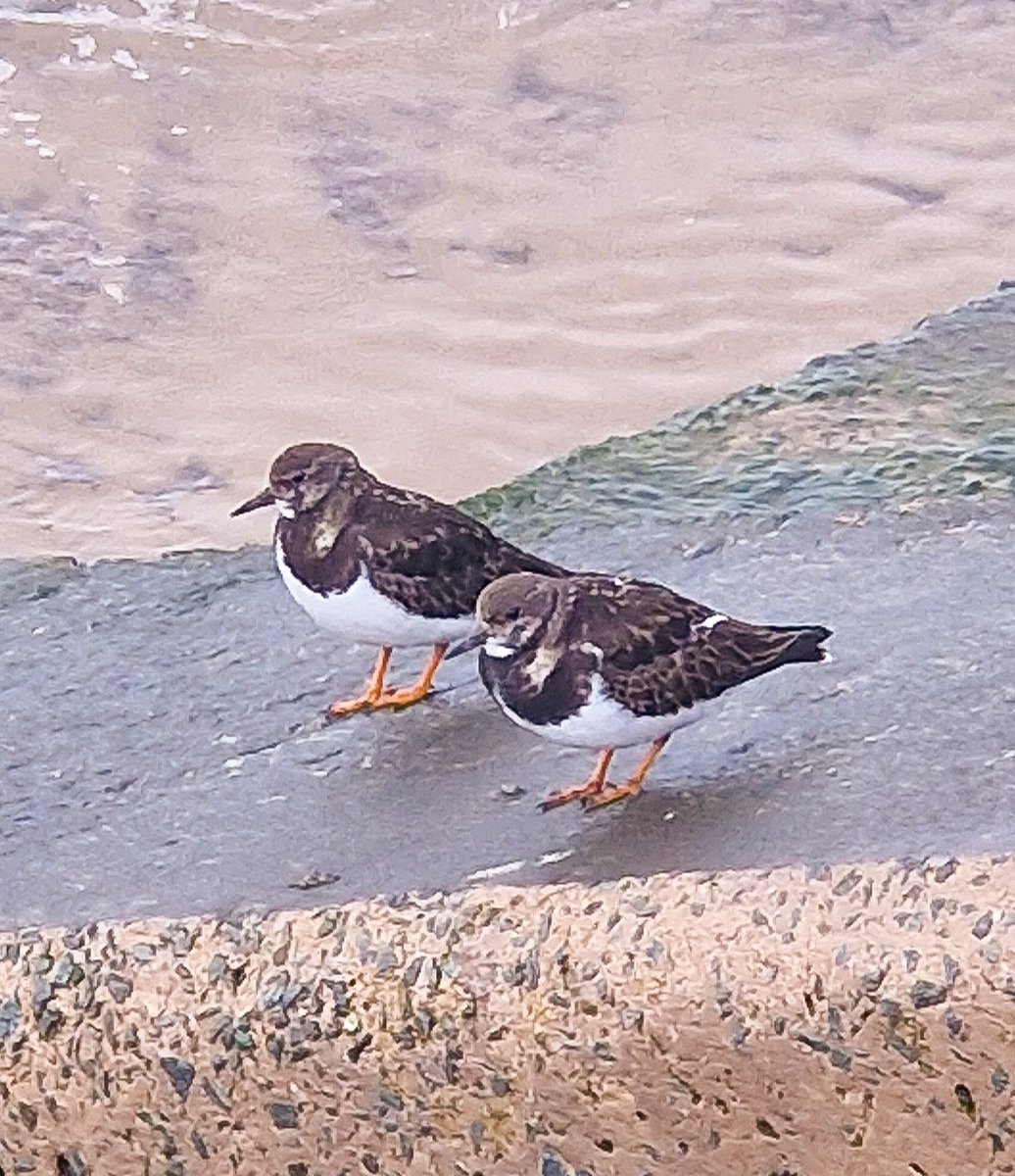 3 months today, we will be off on our adventure to Iceland. A massive bucket-list ✅️ I'm very much looking forward to a "go with the flow" road trip where we can just chase the stunning scenery at our own pace. 

Photo: turnstones on our local beach.