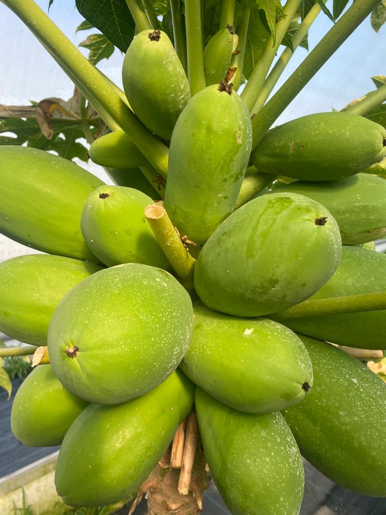 Some will say its 'Jaba' time Harmaphrodite papaya population in an acre is 1000 PCs Guaranteed production under good maintenance is 100 PCs a tree How much does a piece of papaya fruit go for ? Get seedlings from us today sh 150 each We make delivery across the country…