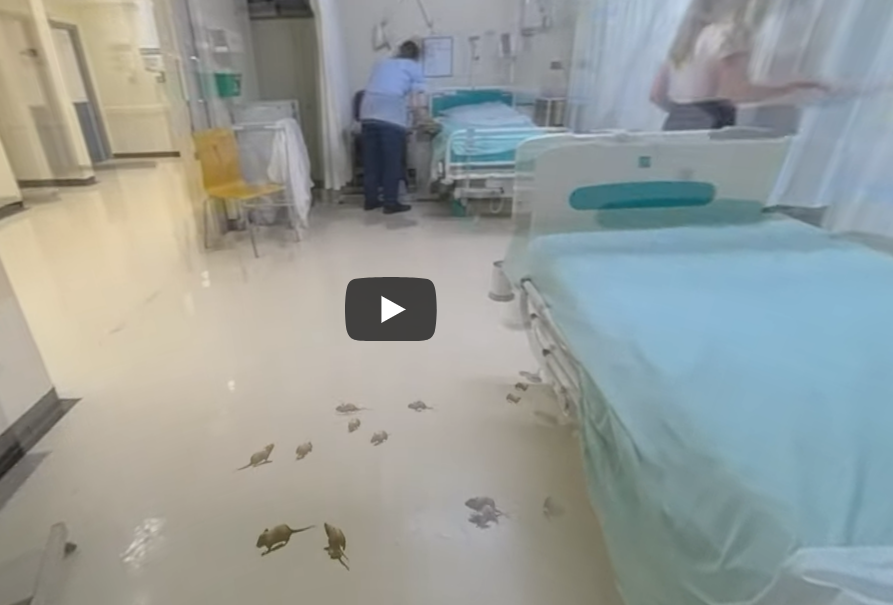 Elaine Francis tweet media