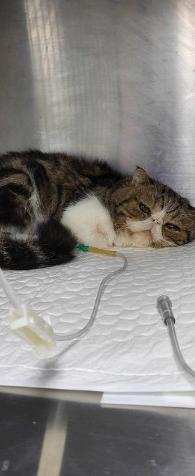 CatsterClub's tweet photo. 🩸ขอรับบริจาคเลือดน้องแมวด่วนค่ะ🩸

ได้โปรดช่วยนู๋ด้วยนร้า นู๋ชื่อ อดัม น้ำหนัก 2.9  น้องป่วยระบบทางเดินอาหาร 
มีก้อนในกระเพาะ ค่าเลือดน้องต่ำมากมาก น้องมีความจำเป็นต้องใช้เลือดมาก อยากขอรับบริจาคเลือดด่วนมากครับ
เลือดน้องกรุ๊ป A ครับ
ตอนนี้อยู่ที่ รพ.สัตว์เล็กจุฬาลงกรณ์ 
ติดต่อ 0619309999
รายละเอียดแมวที่รับบริจาค
ขอความเมตตาพี่ที่มีน้องแมวอายุ 1-7 ปี สุขภาพแข็งแรงได้รับวัคซีนครบ ไท่เป็นเอดส์แมวและลูคีเมีย
เลี้ยงระบบปิด ไม่เปฺนโรคติดต่อในแมว เช่น พยาธิเม็ดเลือด มะเร็งเม็ดเลือดขาว  ไม่เป็นผู้ให้เลือดในช่วง 3เดือน ไม่เคยผ้่าตัดใหญ่ในรอบ6เดือน
#ได้โปรดเมตตามาช่วยน้องด้วยนะคะ

ใครที่มีน้องแมวสุขภาพแข็งแรง
ฉีดวัคซีนครบถ้วน สามารถช่วยเหลือน้องได้รบกวนด้วยนะคะ 🙏🏻