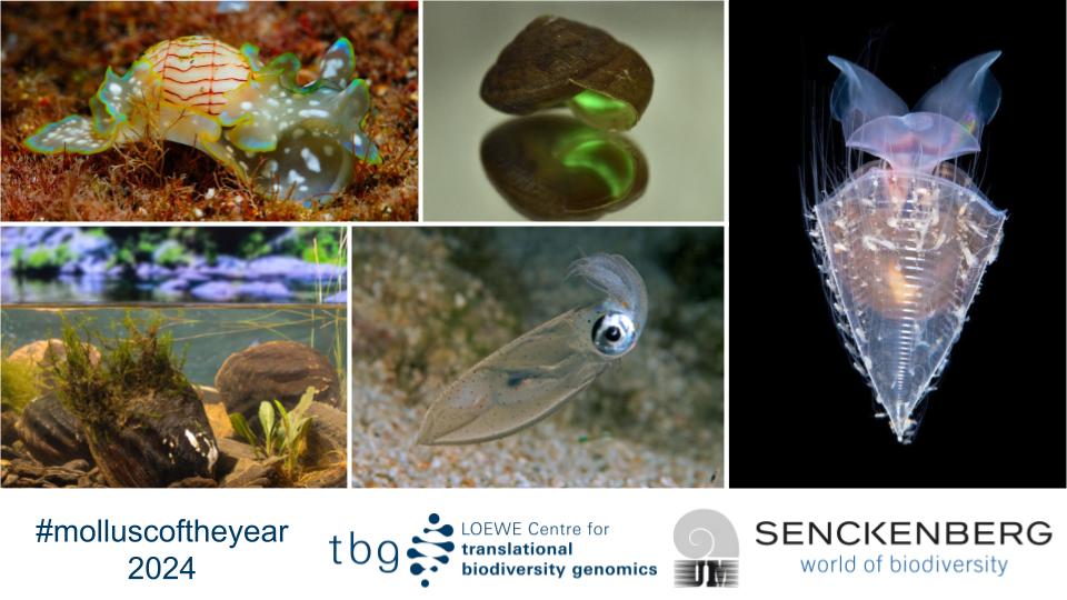 📢Ready for the International #molluscoftheyear competition 2024? 🎊🥳 🥁 Meet the 5⃣ incredible finalists🐚🐌🐙explore their profiles &🗳️ VOTE for your favorite by April 14th. 💪And of course don't forget to share! Winner will get its genome sequenced. 👉 sgn.one/moty24