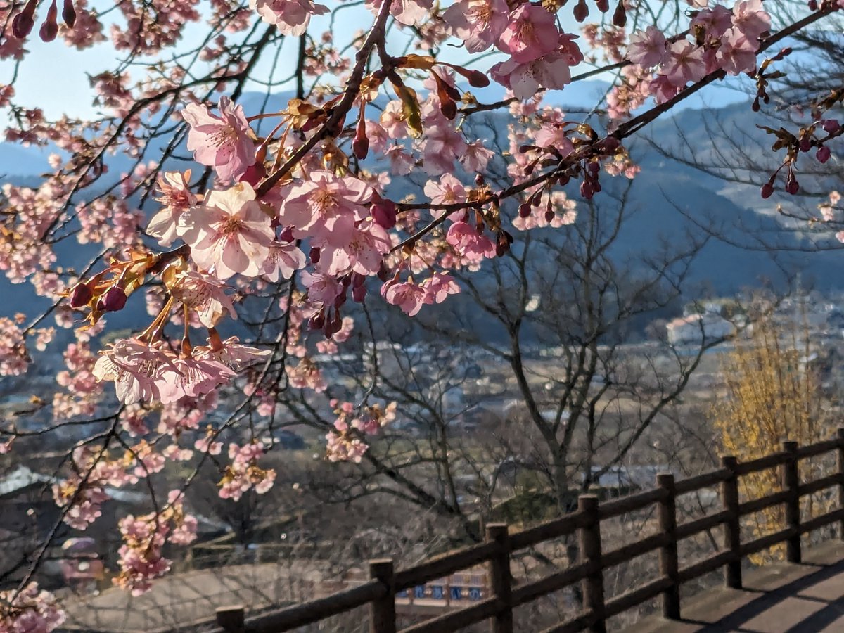 本日の #塩山ふれあいの森総合公園 ！
『#こうしゅう桜フェスタ』🌸の1日目（3/23・土）の会場です
#富士山 と #桜 を望むロケーションが魅力的な #公園 ですので、催し物とあわせてお楽しみください♪

#山梨県 #甲州市 #イベント #おでかけ #ぐるり甲州市