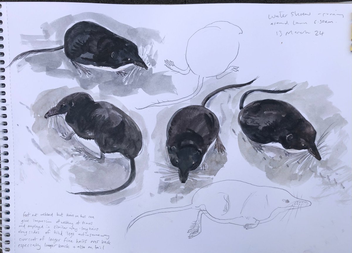 Water Shrew - a surprise visitor to the garden before breakfast this morning. Not a species I see very often so it was good to see one well and make some quick sketches