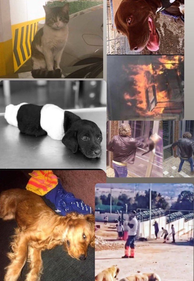 Bu canların failleri serbest 
Ama Eros bunların hepsinin sesi olacak 
#erosiçinadalet #ibrahimkeloğlanTUTUKLANSIN 
Mahkemeden gelecek Tutuklama kararını bekliyoruz 
Milyonlarca yürek , artık Can almayı hak sayan bu katillerin artık cezasını çekmesini istiyor 
#ErosIcinAdalet