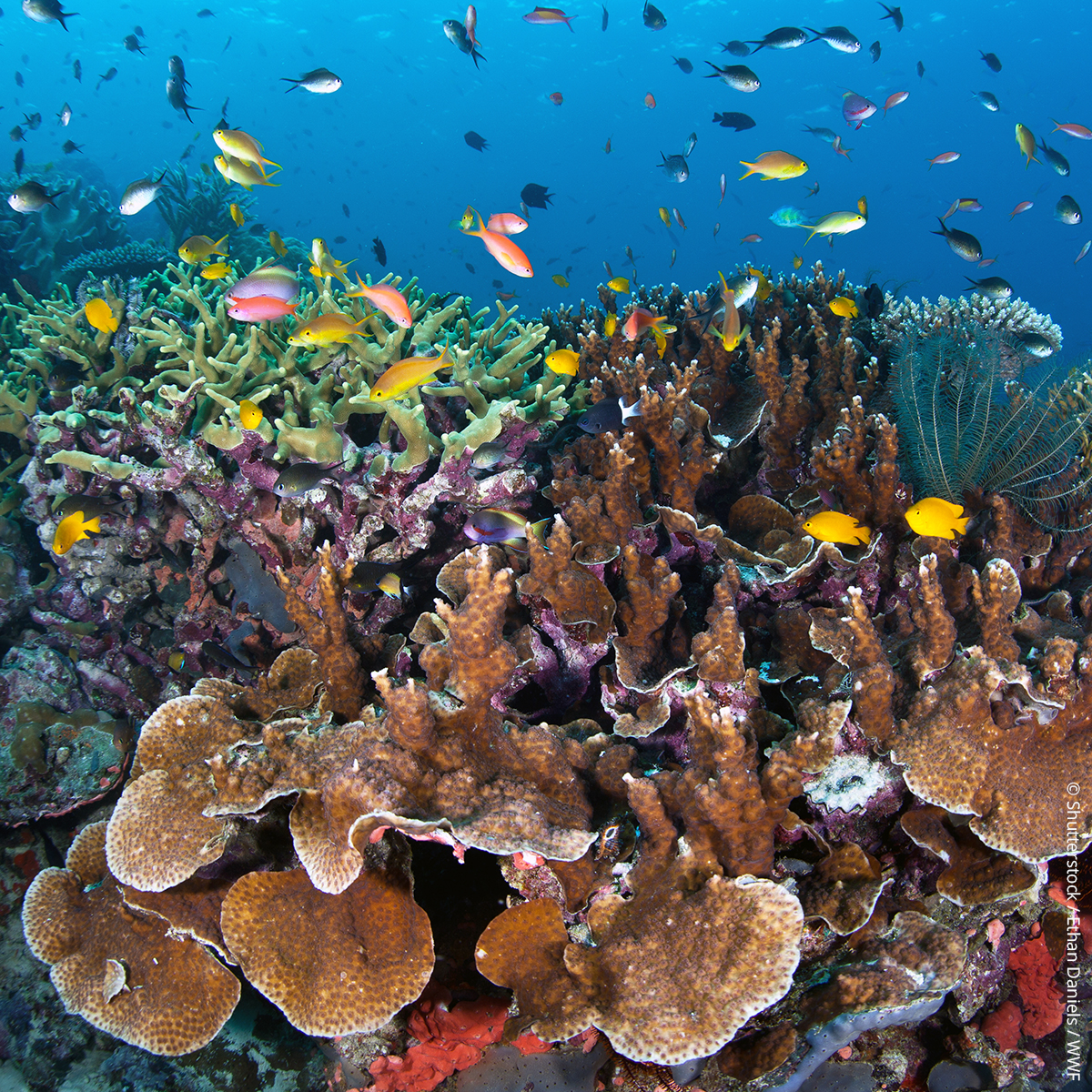 wwf_uk's tweet photo. Which would you rather see?

Last month, global sea surface temperatures hit a record high, threatening even more coral reefs with the devastating effects of mass bleaching. 📈⚠️

We all need to work together to tackle the #ClimateCrisis and stop the destruction of nature. 💙 https://t.co/n8RZ0XAIQ8