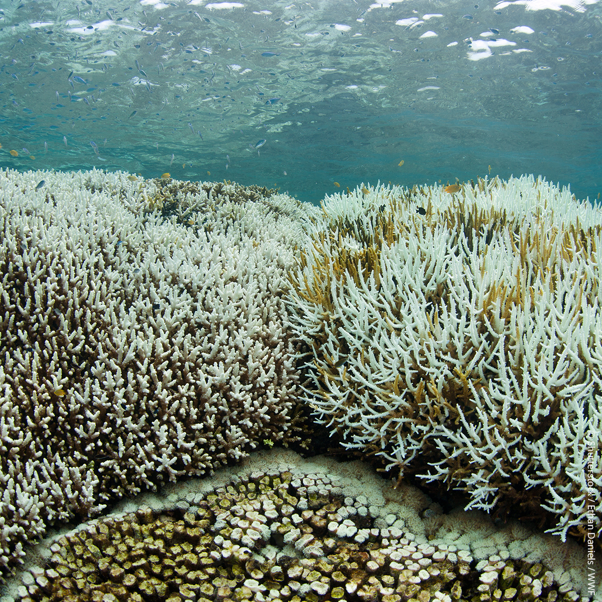 wwf_uk's tweet photo. Which would you rather see?

Last month, global sea surface temperatures hit a record high, threatening even more coral reefs with the devastating effects of mass bleaching. 📈⚠️

We all need to work together to tackle the #ClimateCrisis and stop the destruction of nature. 💙 https://t.co/n8RZ0XAIQ8