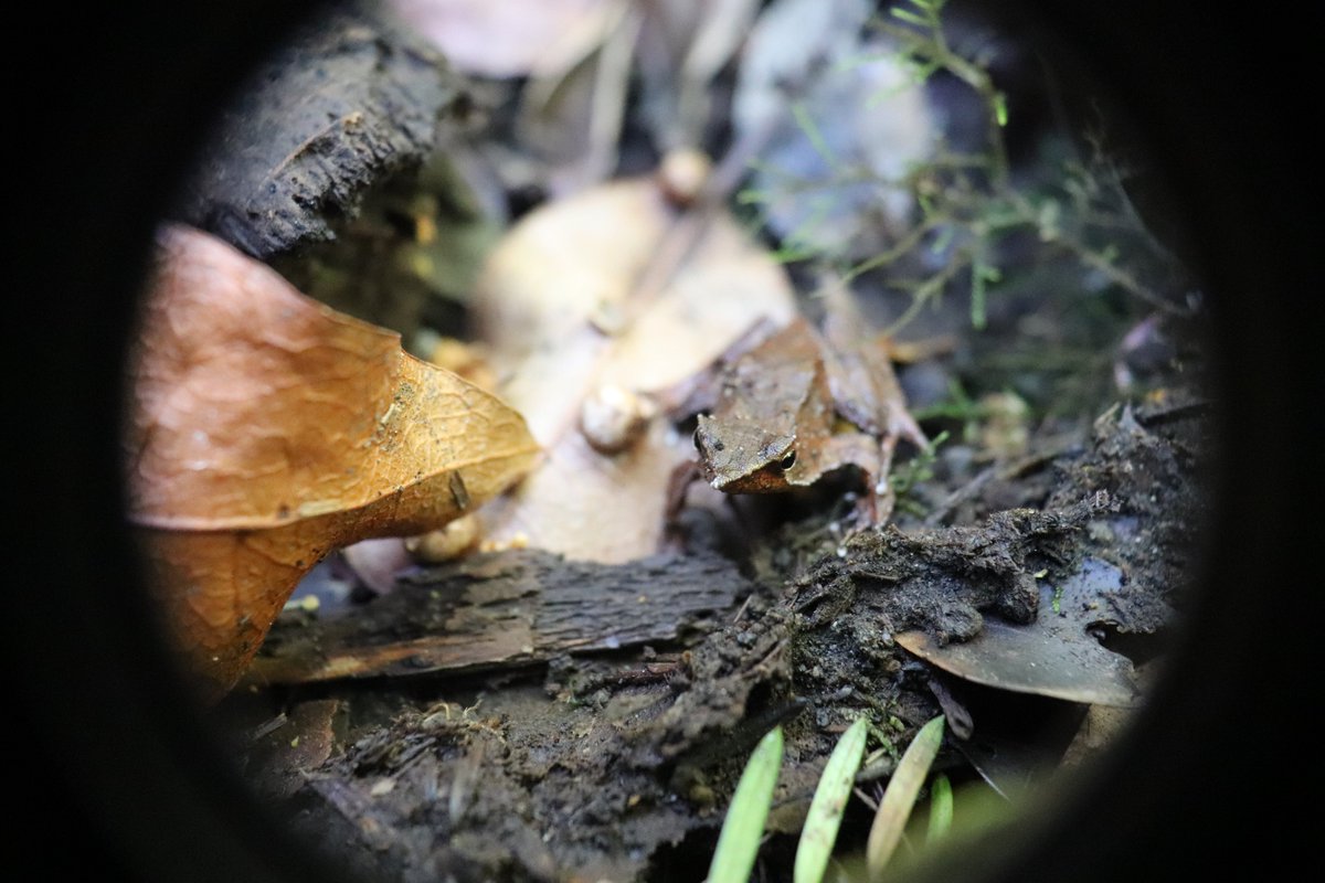 ZSL Science (@zslscience) on Twitter photo The impact of this long term collaboration and commitment from NGOs, government agencies, landowners and businesses towards conservation action is a critical step in recovering and protecting amphibian species 🌎 The impact of this long term collaboration and commitment from NGOs, government agencies, landowners and businesses towards conservation action is a critical step in recovering and protecting amphibian species 🌎