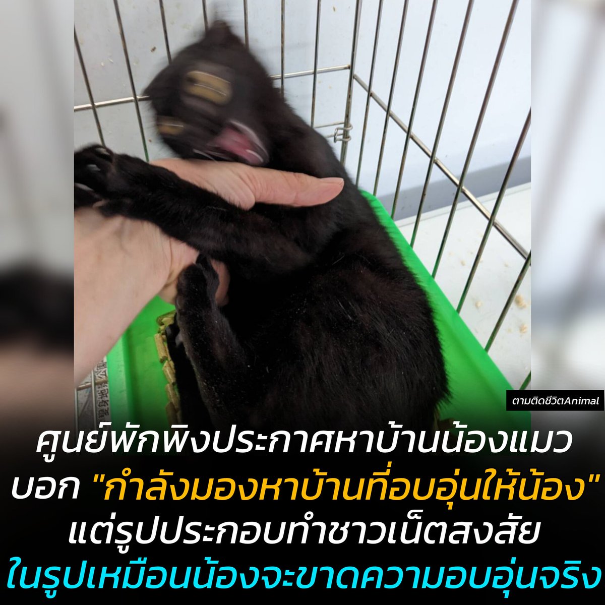 ศูนย์พักพิงสัตว์ไต้หวันประกาศหาบ้านให้น้องแมวดำตัวหนึ่ง บอก "ต้องการบ้านที่อบอุ่น" พร้อมรูปประกอบที่สวนทางกัน จนชาวเน็ตอดใจที่จะขำไม่ไหว เพราะแต่ละรูปมันดูฮาร์ดคอร์มาก สงสัยน้องจะต้องการความอบอุ่นจริงๆ 😹😹😹 
น้องแมว : เอาบ้านที่อบอุ่นมาให้ช้านนนนน 😸