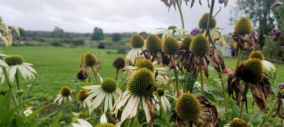 The echinacea 'white swan' we collected from last year's flowers has germinated and the seedlings are doing well. The rudbeckia; not so much!